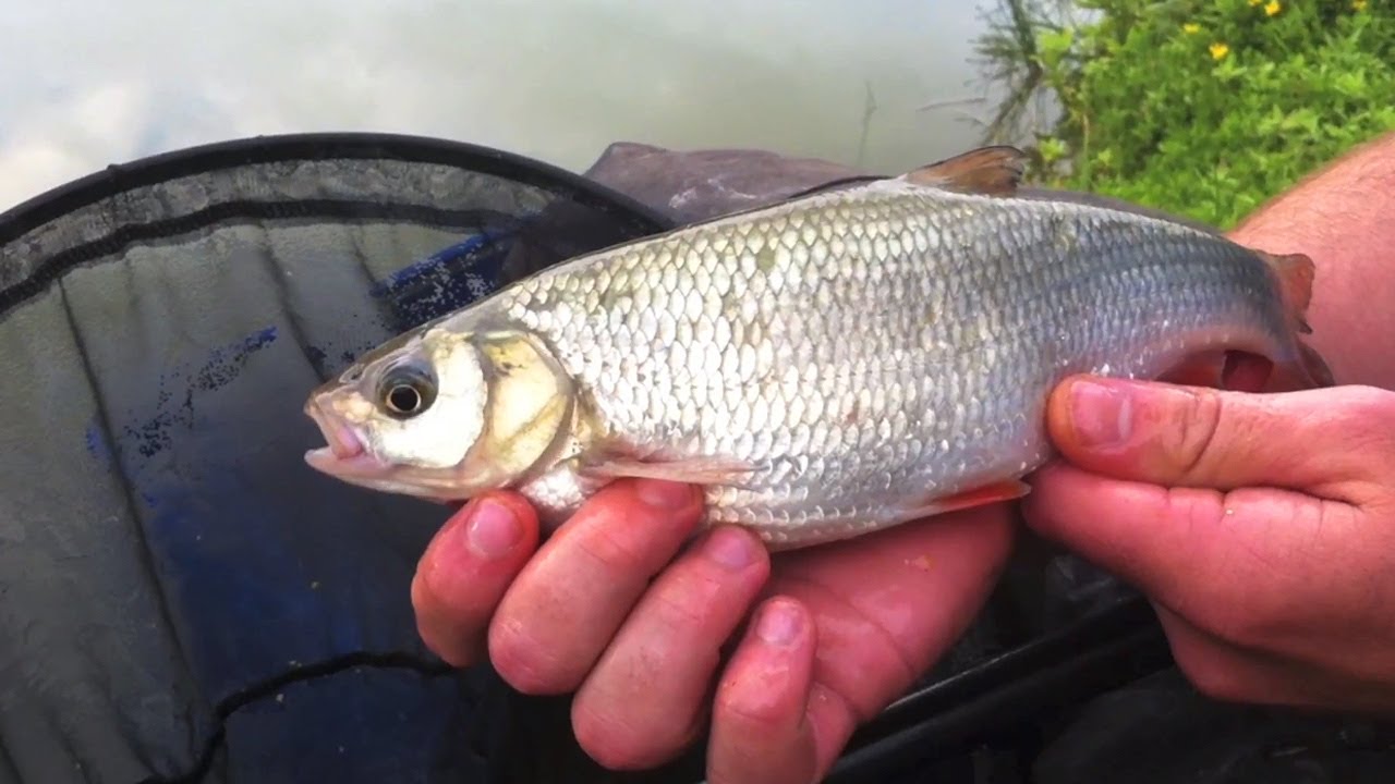 Roach, rudd & ide fishing the whip cobble acre lakes part two ...