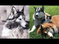 Dogs and Cats Adorable friendship that will melt your heart🥰 🐶 🐈 and make you smile