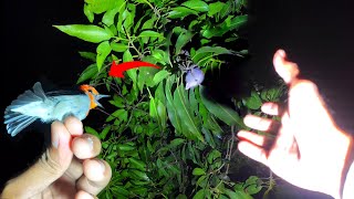 Point Kemade Di Pucuk Pohon Rendah  Mencari Burung Tidur Di Malam Hari  Eps 55