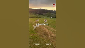 (وَإِذا ذكر ٱللّه وحده...) 💚💌#ماهر_المعيقلي #سورة_الزمر‎ #القران_الكريم #اكتب_شيء_تؤجر_عليه #اكسبلور
