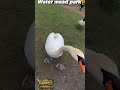 Feeding A Savage Swan From My Hand