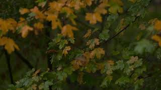 4K HDR Autumn Rain Relaxing Rain Sounds for Sleeping 10 Hours Rainfall on Colorful Leaves