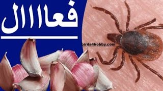 علاج الفاش للكناري وطرق الكشف عنه