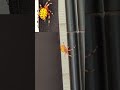 Marbled Orb Weaver 🕷️ #Shorts