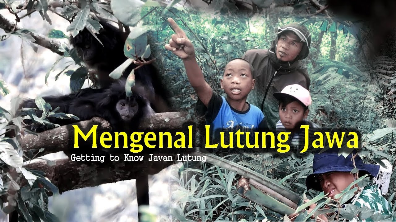 Mengenal Lutung Jawa (Budeng) - YouTube