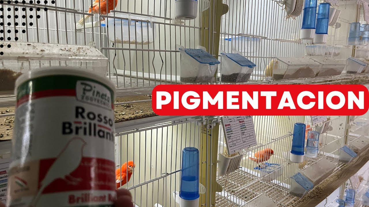 PIGMENTACION ROJOS ALAS BLANCAS 2023