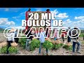 Corte y amarre de CILANTRO para mantenerlo fresco lo enterramos bajo el suelo | Cultivos rotativos