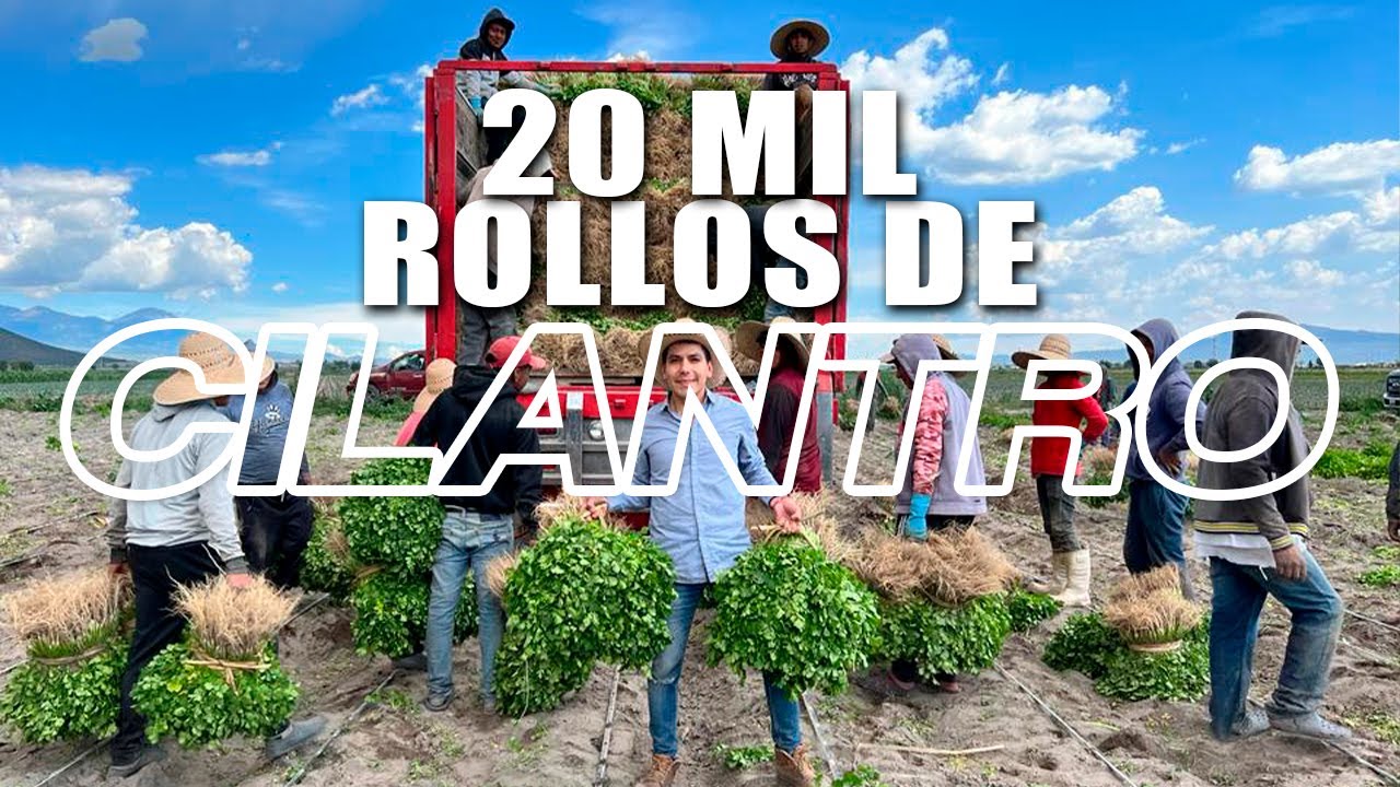 Corte y amarre de CILANTRO para mantenerlo fresco lo enterramos bajo el suelo | Cultivos rotativos