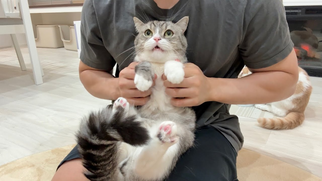 この2つで問題解決能力が僕はついたよ!猫目ルチルたんとタイチンルチル編んだよ! The cat was so cute, grumbling and complaining about being