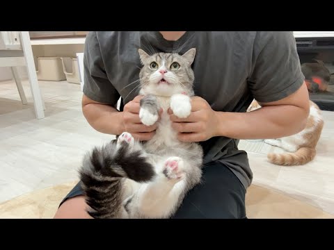 ちび猫※プロフ全文必読※2508W4-1 This cuddly cat is so cute, playing and showing off to