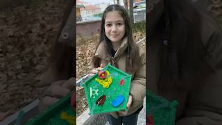 Bitki hücresi projesini yaptık 5. Sınıf fen bilimleri #aboneol #keşfet