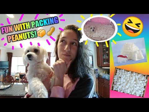 Can You Give Dogs Packing Peanuts Bikehike Can You Give Dogs Packing Peanuts Bikehike