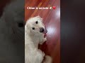 Chloe is so cute 🐶❤️ #dogs #cutedogs #pets #cutepets #dogshorts #dogsofyoutube #funnydogs #fyp