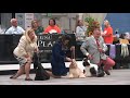 The 2018 ASC Cocker Spaniel National Specialty Futurity