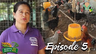 Ani at Kita sa Agrikultura: Free Range Chicken sa San Ildefonso, Bulacan| Episode 5