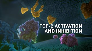 TGFβ Activation and Inhibition | Science Animation