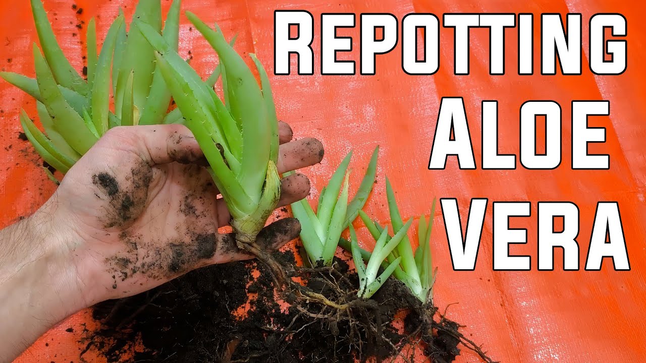 Repotting Aloe Vera Plant  Removing All Baby Plants