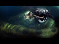 What if Titanoboa the giant snake lives today | Things Around