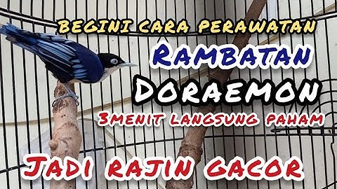 perawatan rambatan Doraemon rajin bunyi gacor #rambatandoraemon #rambatangacor #burung