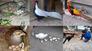 Ground Birds Chand Chakor, Dakhni Teetar Sound, Pheasant Farming, Hen Hatching Chiks, Hsn