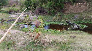 o paraíso das traíras nunca vi tanta, pescaria raiz no bambu