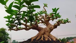 Cara program bonsai sancang dari tahap awal sampai dengan hampir jadi dari Mr.Heryandi
