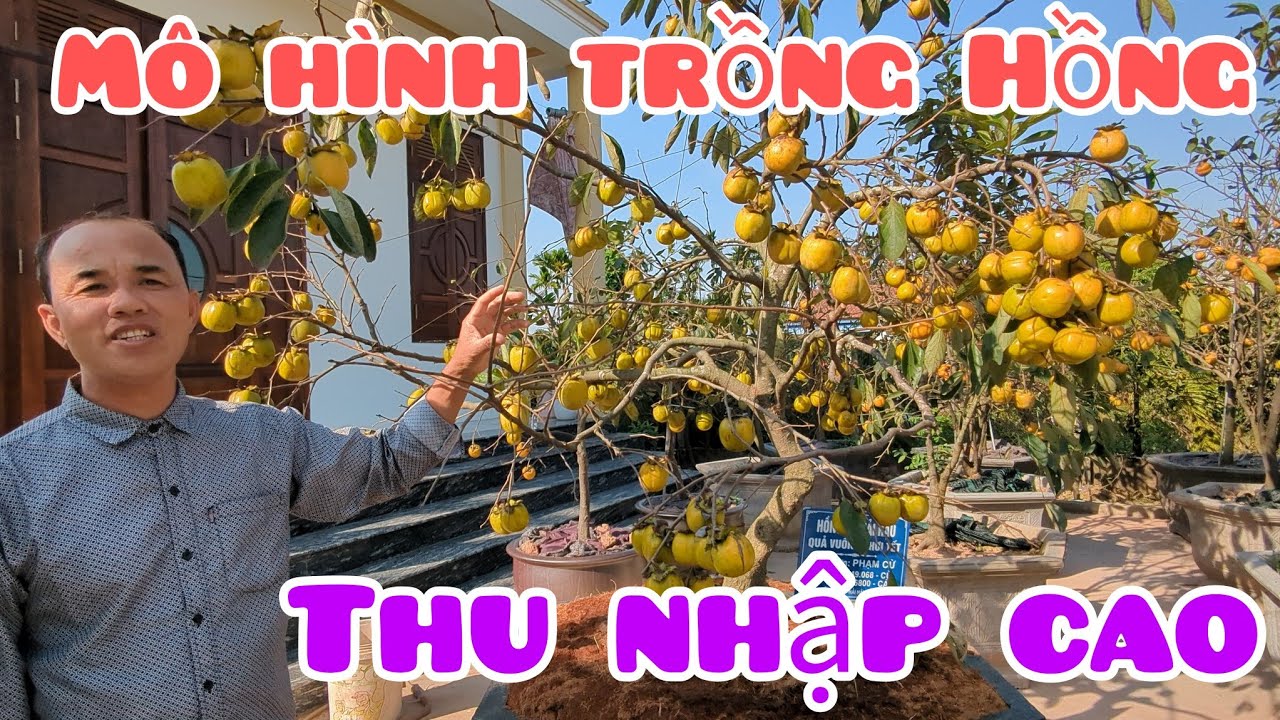 25 triệu cây Hồng Cổ trĩu quả dáng để sưu tầm chơi Tết quá đỉnh và mô hình trồng Hồng thu nhập cao