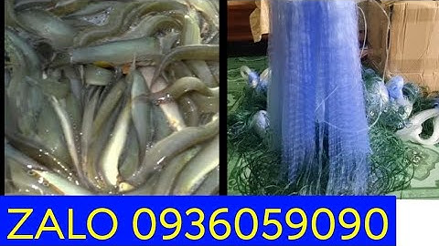 Bán lưới cá chạch. Lưới cá chạch cơm. Lưới cá chạch lấu.