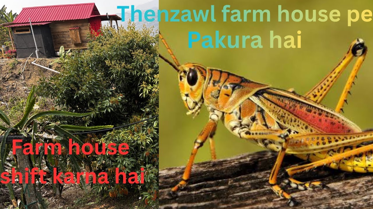 जूलियट को क्यों अब शादी के लिए ऐसा लगता है !! #Juliet 