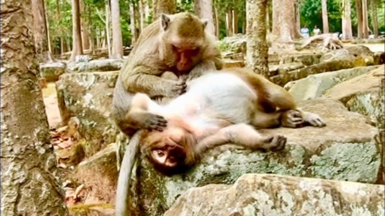 Wow! Sweet spoil monkey Sweet Pea get groom from Pepeye, SP happy to give PE.