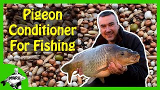 Preparing Pigeon Conditioner for Carp Fishing