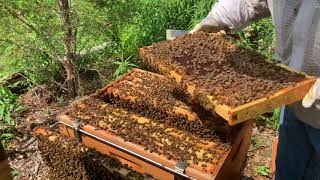 Beekeeping. Single Brood Chamber. June 22. Time To Split My Hive.
