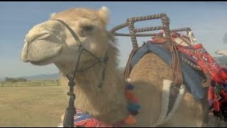 Camels in Montana: A new meaning to "saddle up"
