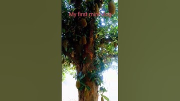 my first mini vlog|| #myfirstvlog #myfirstminivlog  #shorts #shortvideo #short #viralvideo #vlog