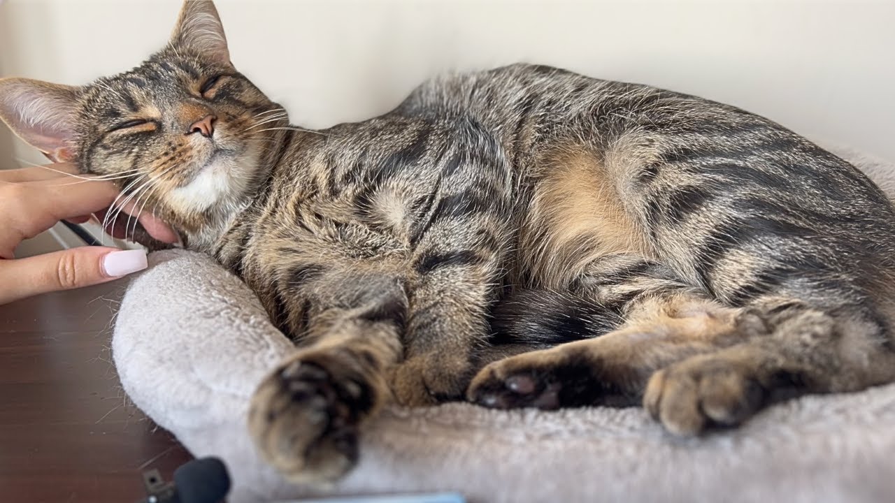 ASMR for cat lovers- real purring and its loud! (very cute)