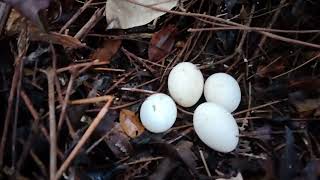 Download Lagu Sarang ayam sempidan | Berpetualang sendirian di dalam hutan #berburu #unik #viral #wongborneo88 MP3