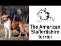 Amstaff - az Amerikai Staffordshire Terrier kutya fajta - DogCast TV S01E03