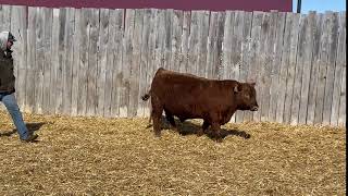 Videoing Yearling Red Angus Bulls