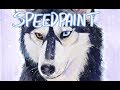 Husky Study | Speedpaint