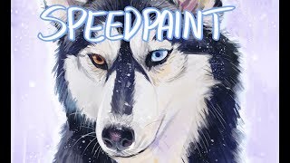 Husky Study | Speedpaint