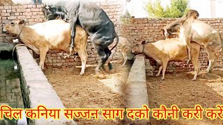 Amazing Big Cow Man Meeting |full sexy  How Cow Breeding - Animal Channel 2022