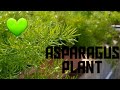 # ASPARAGUS PLANT || HOW TO GROW AND CARE ASPARAGUS PLANT || FERN