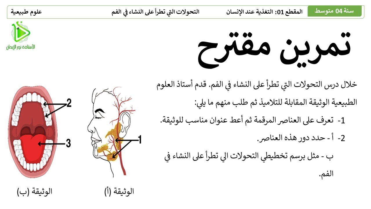 تمرين الإسترجاع المهيكل للمعارف حول التحولات التي تطرأ على النشاء في الفم - علوم طبيعية سنة 04متوسط