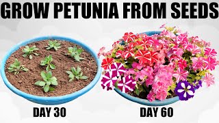 How To Grow Petunia From Seed | FULL INFORMATION