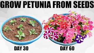 How To Grow Petunia From Seed Full Information