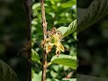 Guava Fruit Timelapse 🍈 #shorts #satisfying #nature #plantgrowth #relaxingvideo #gardening #fruit