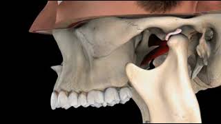 TMJ, Normal Function