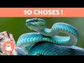 10 curiosits que vous ne connaissiez pas sur les serpents 