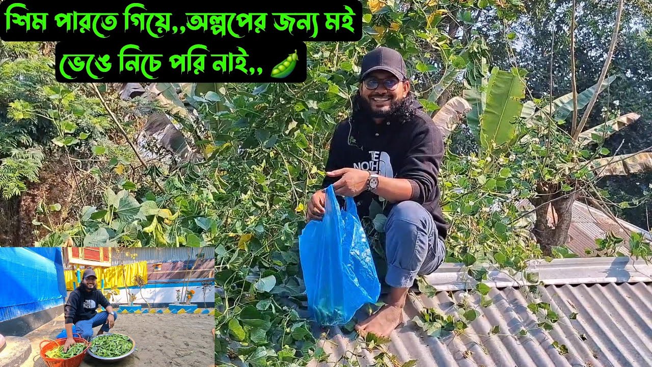 শিম পারতে গিয়ে,,অল্পপের জন্য মই ভেঙে নিচে পরি নাই,, 🫛  