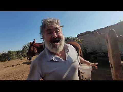 SOLTANDO AS CRIAÇÃO NO PASTO